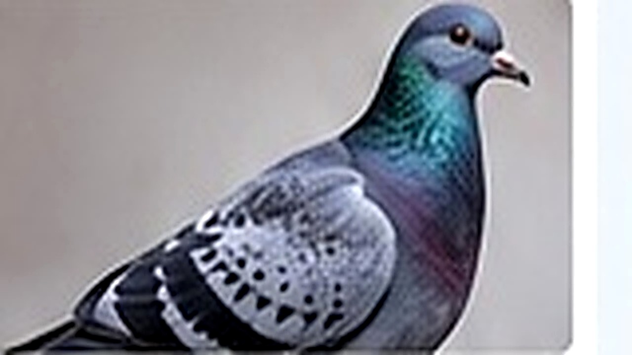 Bird Control pest control in Bexley
